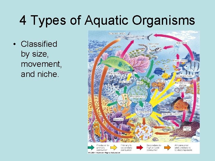 4 Types of Aquatic Organisms • Classified by size, movement, and niche. 