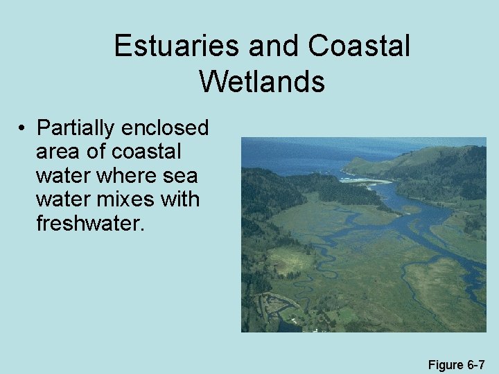 Estuaries and Coastal Wetlands • Partially enclosed area of coastal water where sea water