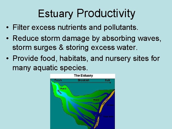 Estuary Productivity • Filter excess nutrients and pollutants. • Reduce storm damage by absorbing