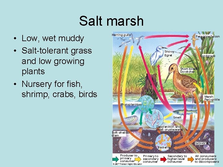 Salt marsh • Low, wet muddy • Salt-tolerant grass and low growing plants •