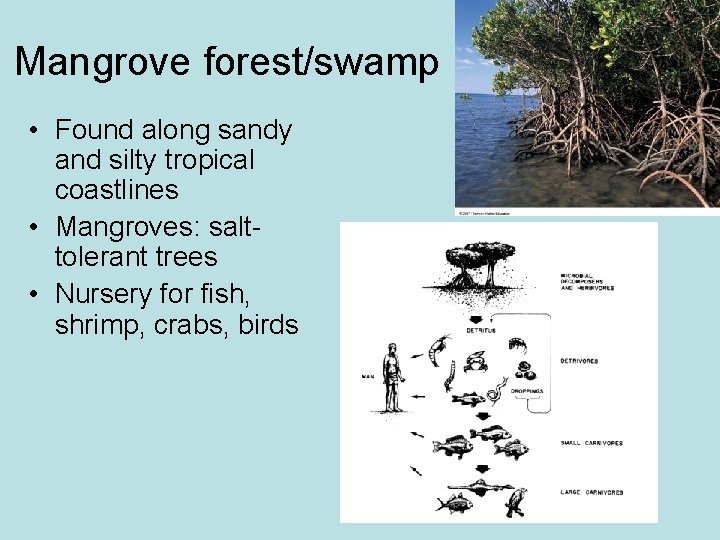 Mangrove forest/swamp • Found along sandy and silty tropical coastlines • Mangroves: salttolerant trees