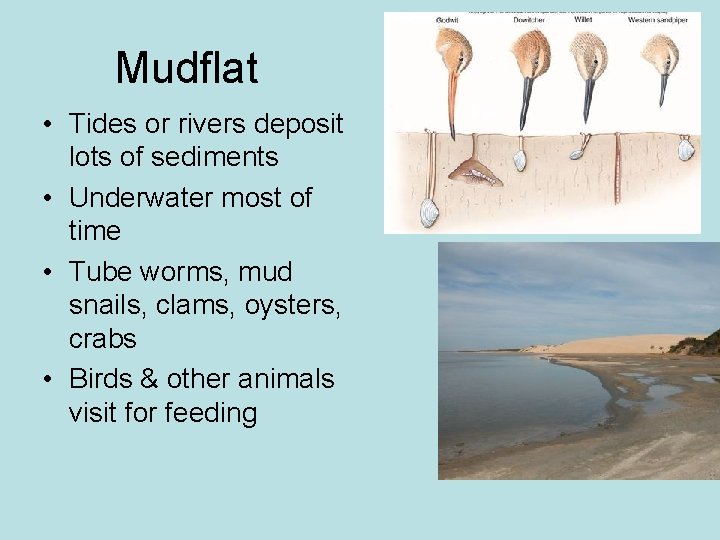 Mudflat • Tides or rivers deposit lots of sediments • Underwater most of time