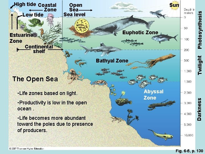 Open Sea level Euphotic Zone Photosynthesis Estuarine Zone Continental shelf Sun Twilight High tide