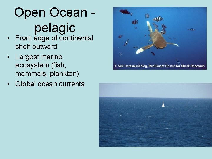 Open Ocean - pelagic • From edge of continental shelf outward • Largest marine