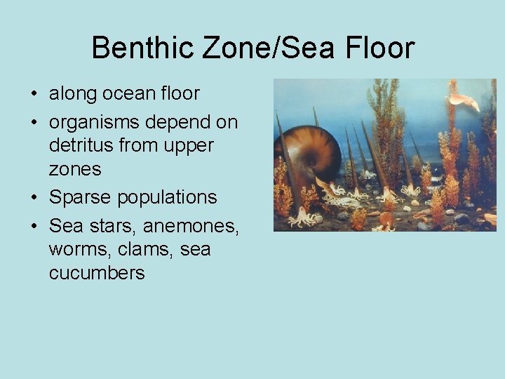 Benthic Zone/Sea Floor • along ocean floor • organisms depend on detritus from upper