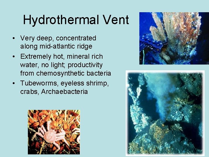 Hydrothermal Vent • Very deep, concentrated along mid-atlantic ridge • Extremely hot, mineral rich