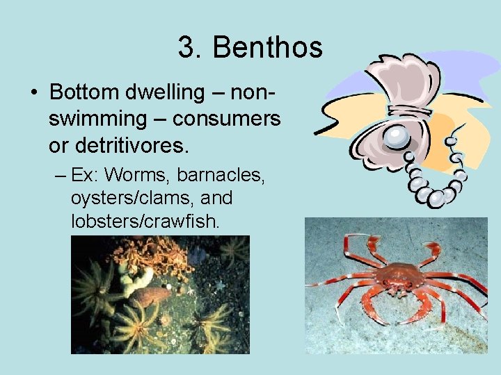 3. Benthos • Bottom dwelling – nonswimming – consumers or detritivores. – Ex: Worms,