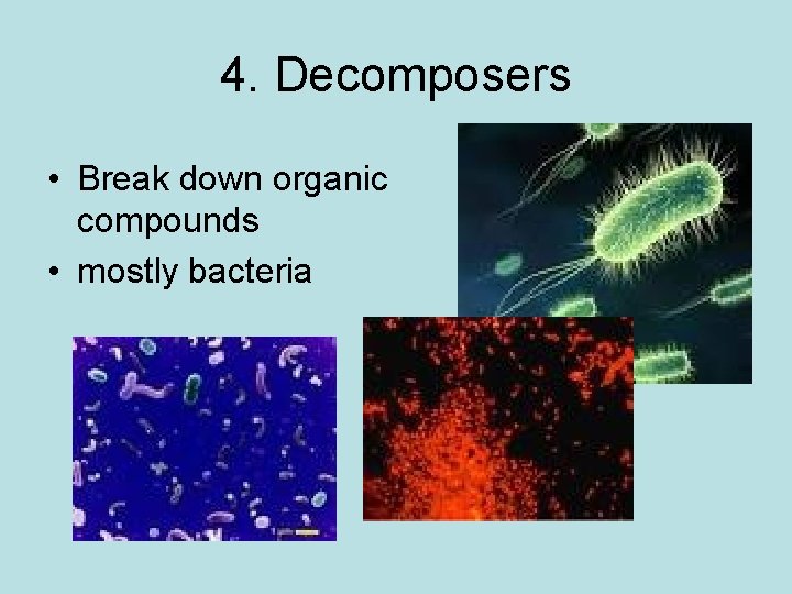 4. Decomposers • Break down organic compounds • mostly bacteria 