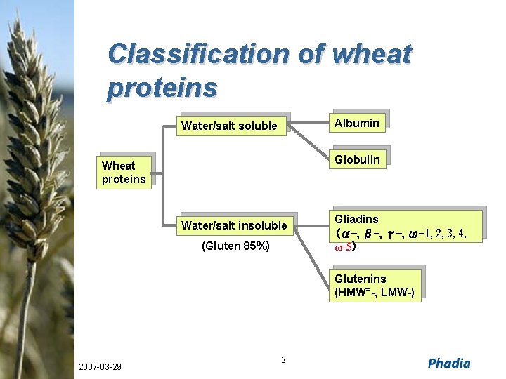 Classification of wheat proteins Albumin Water/salt soluble Globulin Wheat proteins Water/salt insoluble (Gluten 85%)