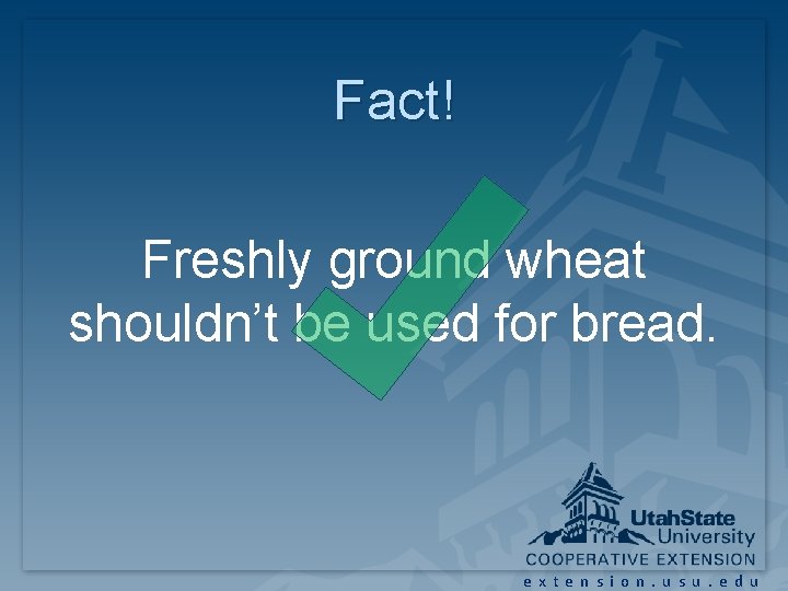 Fact! Freshly ground wheat shouldn’t be used for bread. extension. usu. edu Fact! Freshly ground wheat shouldn’t be used for bread. extension. usu. edu