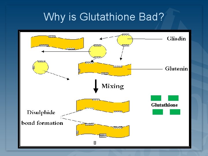 Why is Glutathione Bad? Glutathione Why is Glutathione Bad? Glutathione