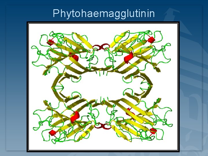 Phytohaemagglutinin Phytohaemagglutinin