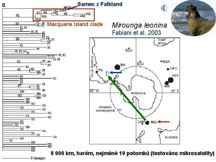 Samec z Falkland Macquarie Island clade Mirounga leonina Fabiani et al. 2003 8 000