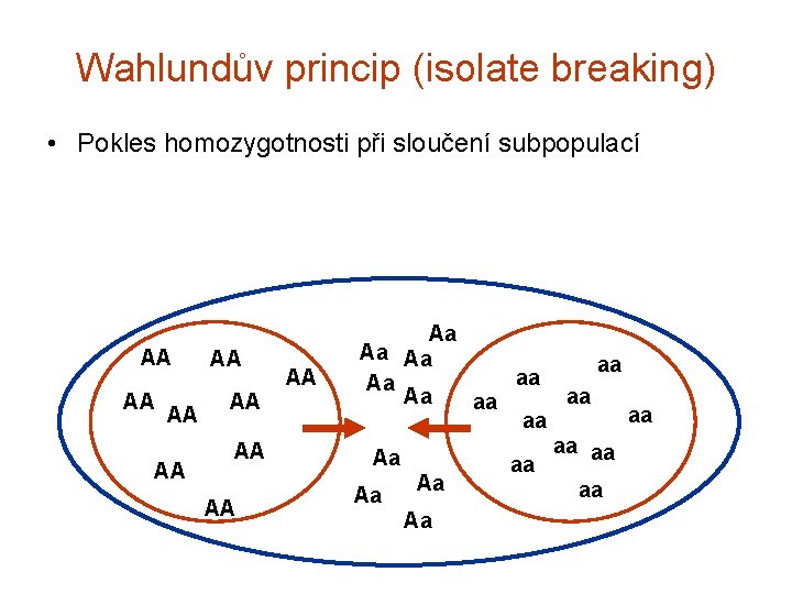 Wahlundův princip (isolate breaking) • Pokles homozygotnosti při sloučení subpopulací AA AA AA Aa