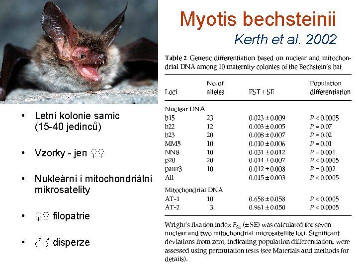 Myotis bechsteinii Kerth et al. 2002 • Letní kolonie samic (15 -40 jedinců) •