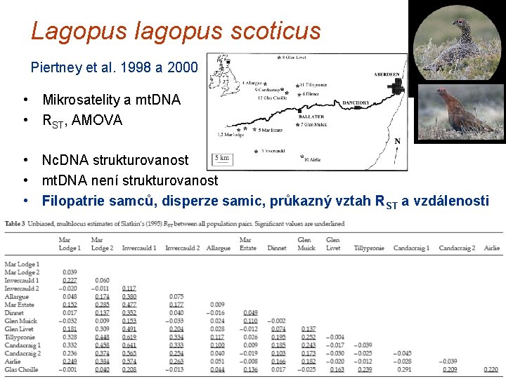 Lagopus lagopus scoticus Piertney et al. 1998 a 2000 • Mikrosatelity a mt. DNA