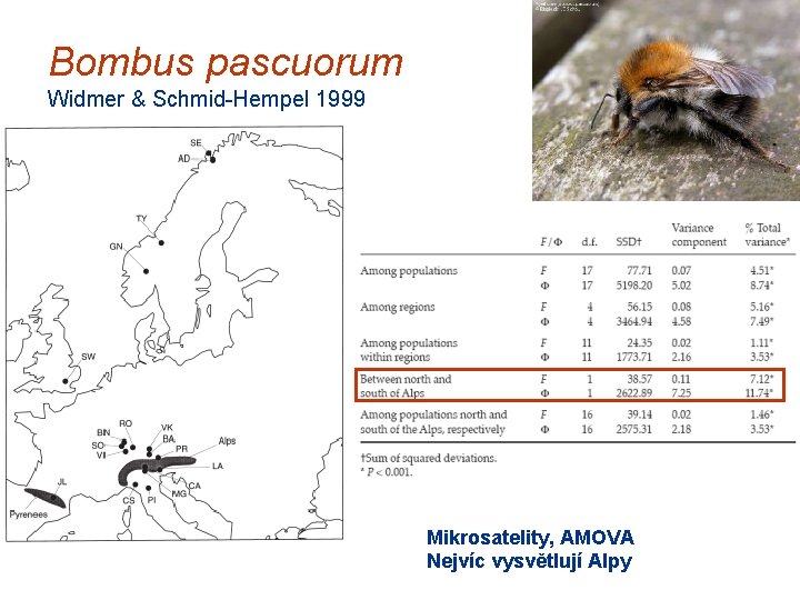 Bombus pascuorum Widmer & Schmid-Hempel 1999 Mikrosatelity, AMOVA Nejvíc vysvětlují Alpy 