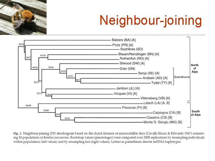 Neighbour-joining 