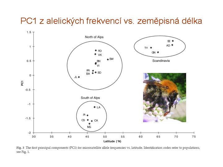 PC 1 z alelických frekvencí vs. zeměpisná délka 