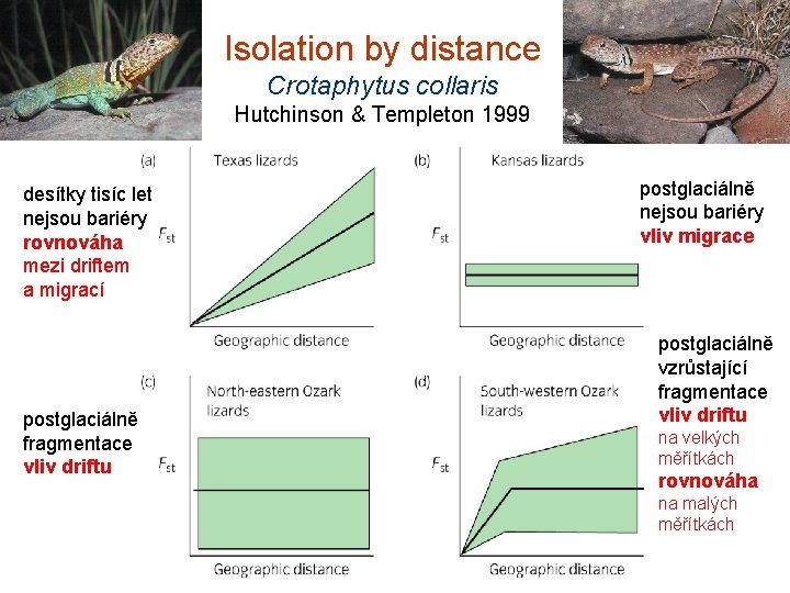 Isolation by distance Crotaphytus collaris Hutchinson & Templeton 1999 desítky tisíc let nejsou bariéry