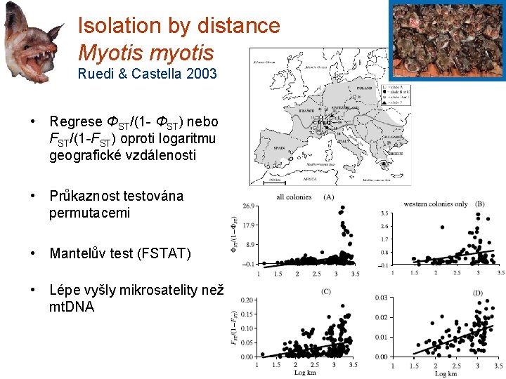 Isolation by distance Myotis myotis Ruedi & Castella 2003 • Regrese ΦST/(1 - ΦST)