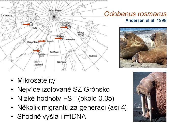 Odobenus rosmarus Andersen et al. 1998 • • • Mikrosatelity Nejvíce izolované SZ Grónsko