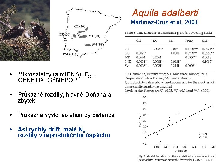 Aquila adalberti Martínez-Cruz et al. 2004 • Mikrosatelity (a mt. DNA), FST, GENETIX, GENEPOP