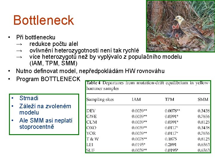 Bottleneck • Při bottlenecku → redukce počtu alel → ovlivnění heterozygotnosti není tak rychlé