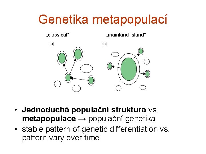 Genetika metapopulací „classical“ „mainland-island“ • Jednoduchá populační struktura vs. metapopulace → populační genetika •