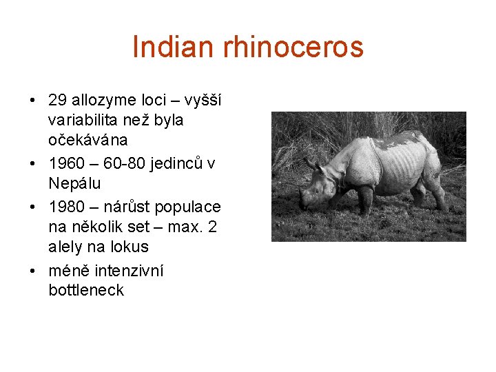 Indian rhinoceros • 29 allozyme loci – vyšší variabilita než byla očekávána • 1960
