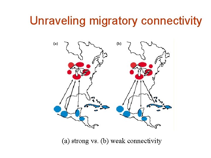 Unraveling migratory connectivity (a) strong vs. (b) weak connectivity 