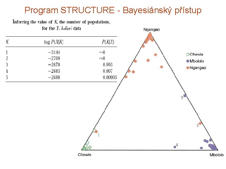 Program STRUCTURE - Bayesiánský přístup 