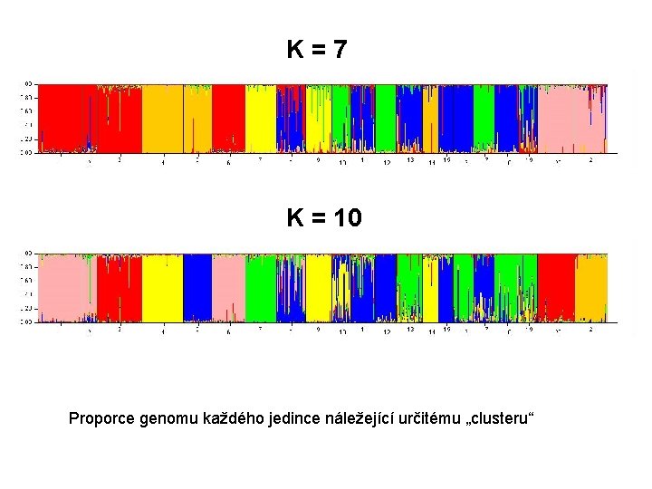 K=7 K = 10 Proporce genomu každého jedince náležející určitému „clusteru“ 