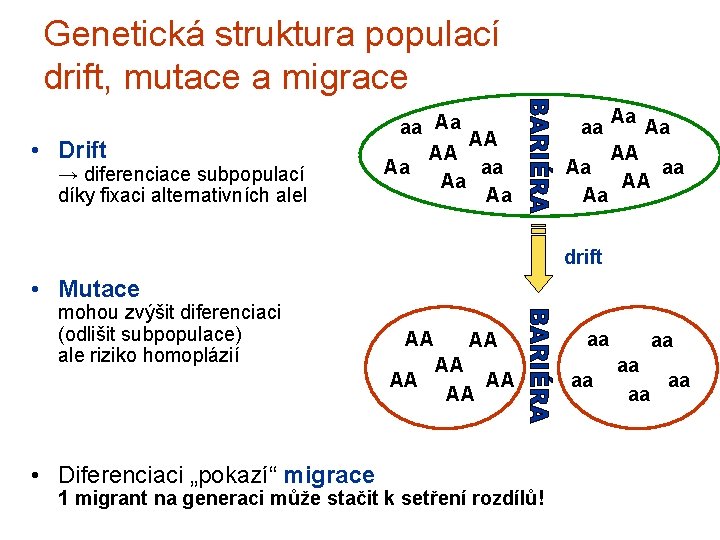 Genetická struktura populací drift, mutace a migrace • Drift → diferenciace subpopulací díky fixaci