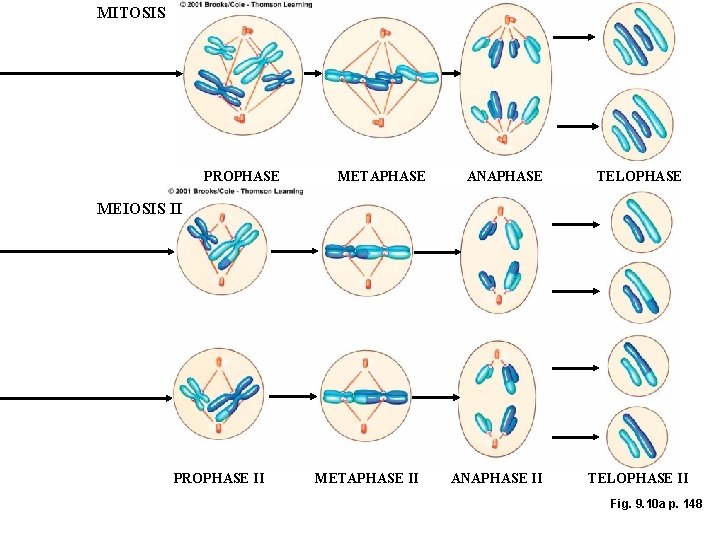 MITOSIS PROPHASE METAPHASE ANAPHASE TELOPHASE MEIOSIS II PROPHASE II METAPHASE II ANAPHASE II TELOPHASE