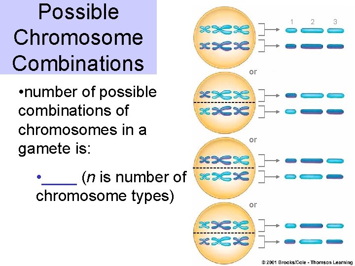 Possible Chromosome Combinations • number of possible combinations of chromosomes in a gamete is: