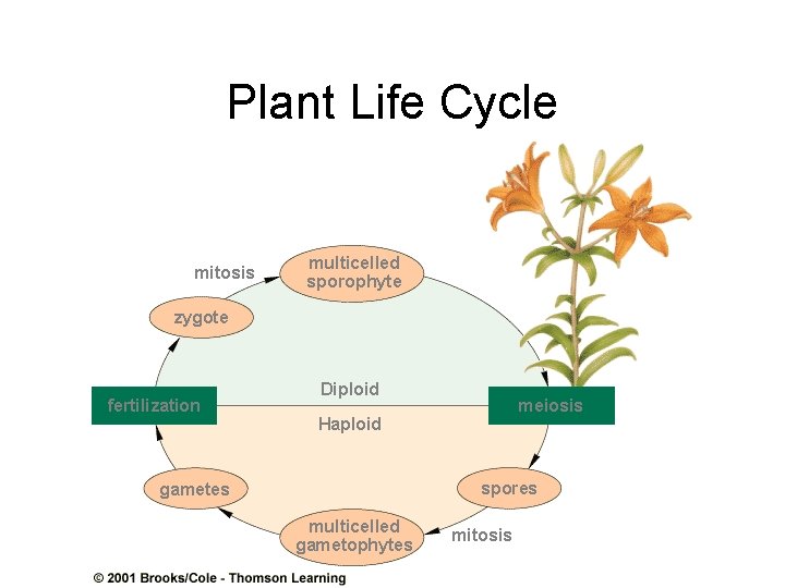 Plant Life Cycle mitosis multicelled sporophyte zygote fertilization Diploid meiosis Haploid spores gametes multicelled