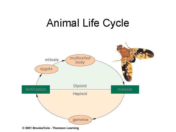 Animal Life Cycle mitosis multicelled body zygote fertilization Diploid Haploid gametes meiosis 