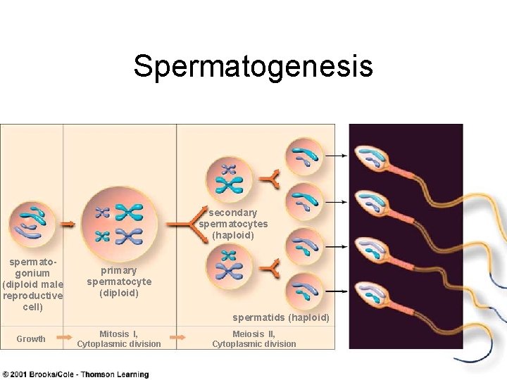 Spermatogenesis secondary spermatocytes (haploid) spermatogonium (diploid male reproductive cell) primary spermatocyte (diploid) Growth Mitosis