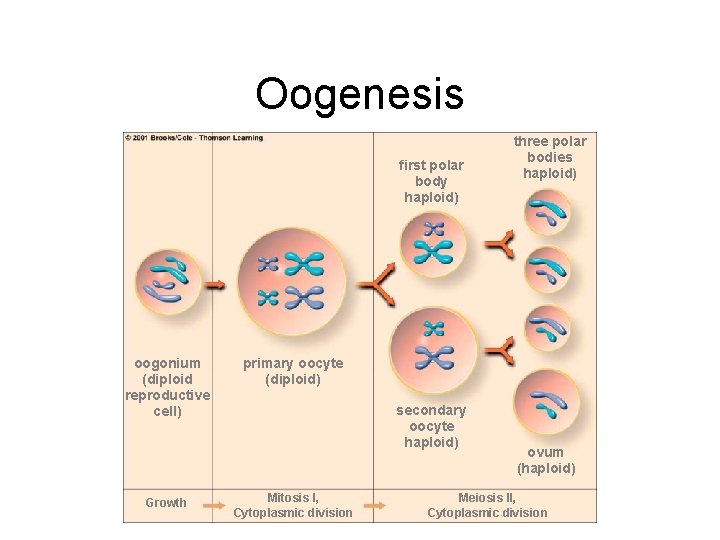 Oogenesis first polar body haploid) oogonium (diploid reproductive cell) Growth three polar bodies haploid)