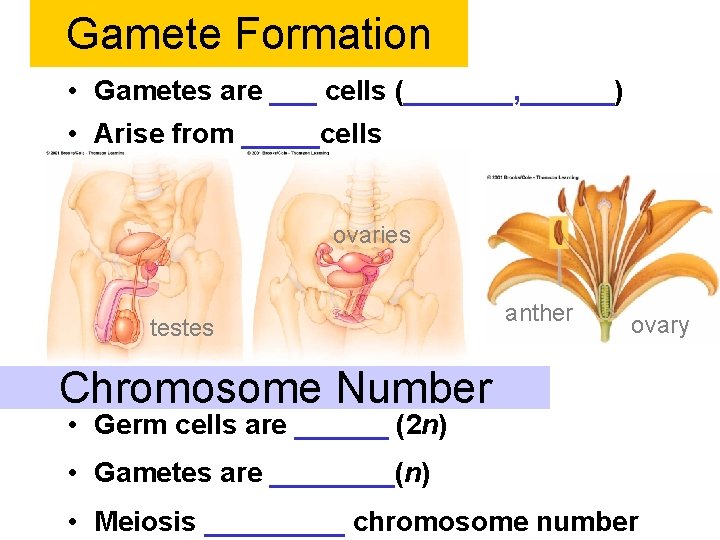 Gamete Formation • Gametes are ___ cells (_______, ______) • Arise from _____cells ovaries