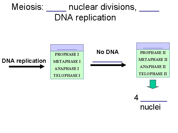 Meiosis: ____ nuclear divisions, ____ DNA replication _____ PROPHASE I DNA replication METAPHASE I