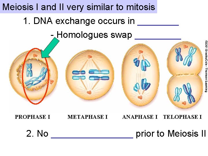 Meiosis I and II very similar to mitosis 1. DNA exchange occurs in ____
