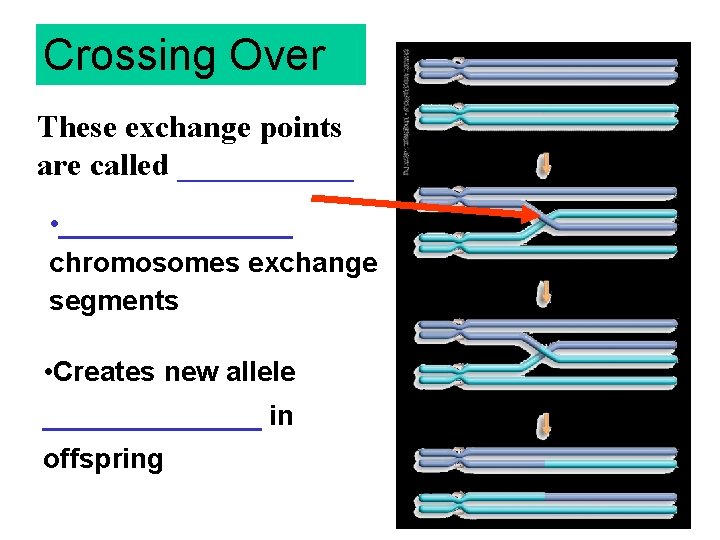 Crossing Over These exchange points are called ______ • ________ chromosomes exchange segments •