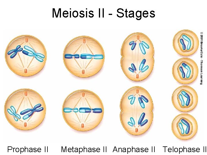 Meiosis II - Stages Prophase II Metaphase II Anaphase II Telophase II 