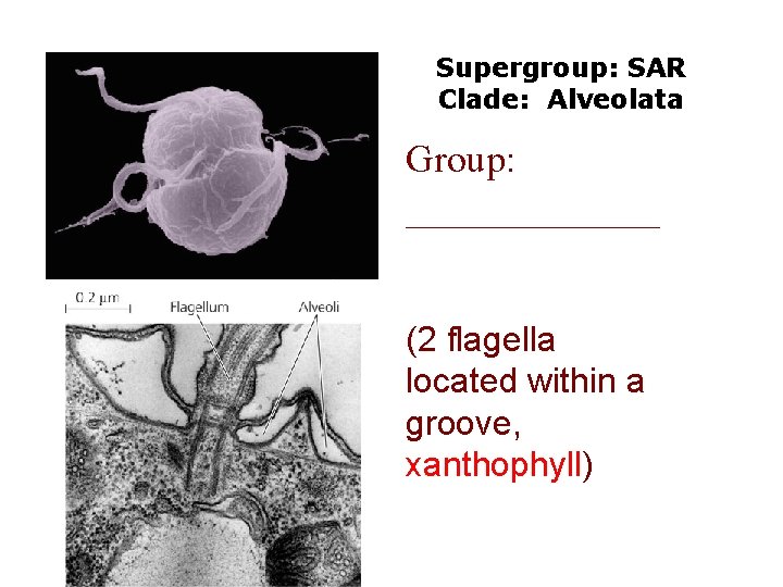 Supergroup: SAR Clade: Alveolata Group: _______ (2 flagella located within a groove, xanthophyll) 