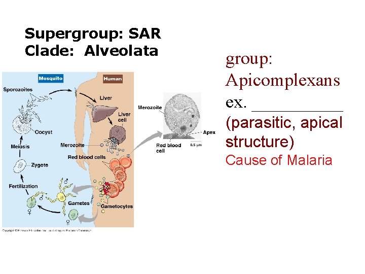 Supergroup: SAR Clade: Alveolata group: Apicomplexans ex. _____ (parasitic, apical structure) Cause of Malaria
