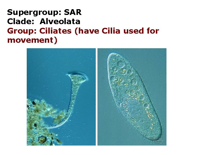 Supergroup: SAR Clade: Alveolata Group: Ciliates (have Cilia used for movement) 