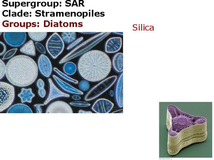 Supergroup: SAR Clade: Stramenopiles Groups: Diatoms Silica 