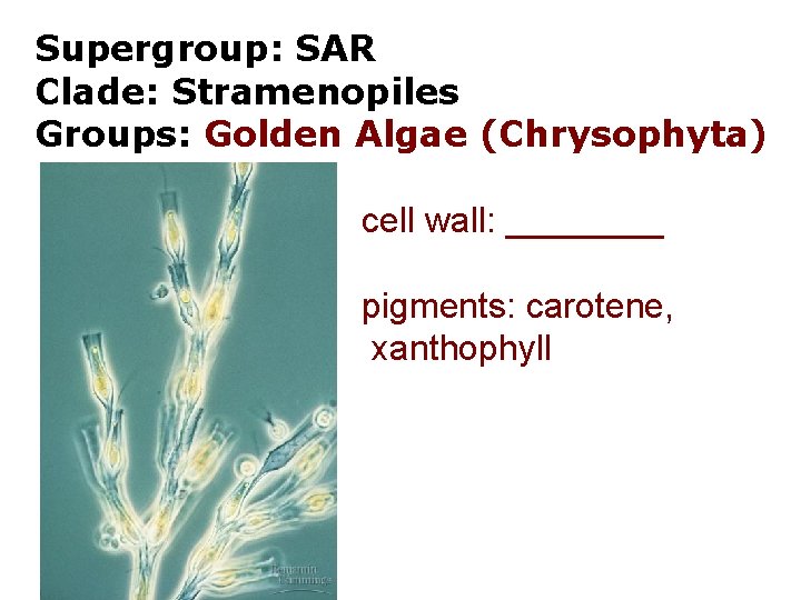 Supergroup: SAR Clade: Stramenopiles Groups: Golden Algae (Chrysophyta) cell wall: ____ pigments: carotene, xanthophyll